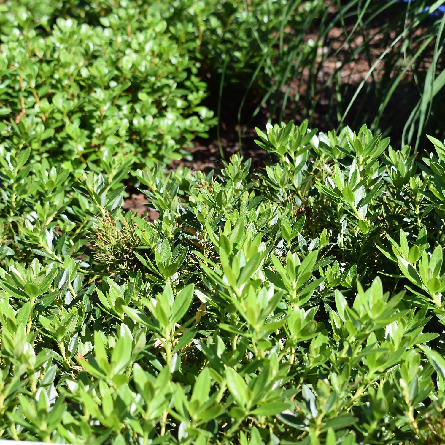 Rhododendron Micranthum 'Bloombux Magenta'® 2 Rhododendron Micranthum 'Bloombux Magenta'® – Bild 2