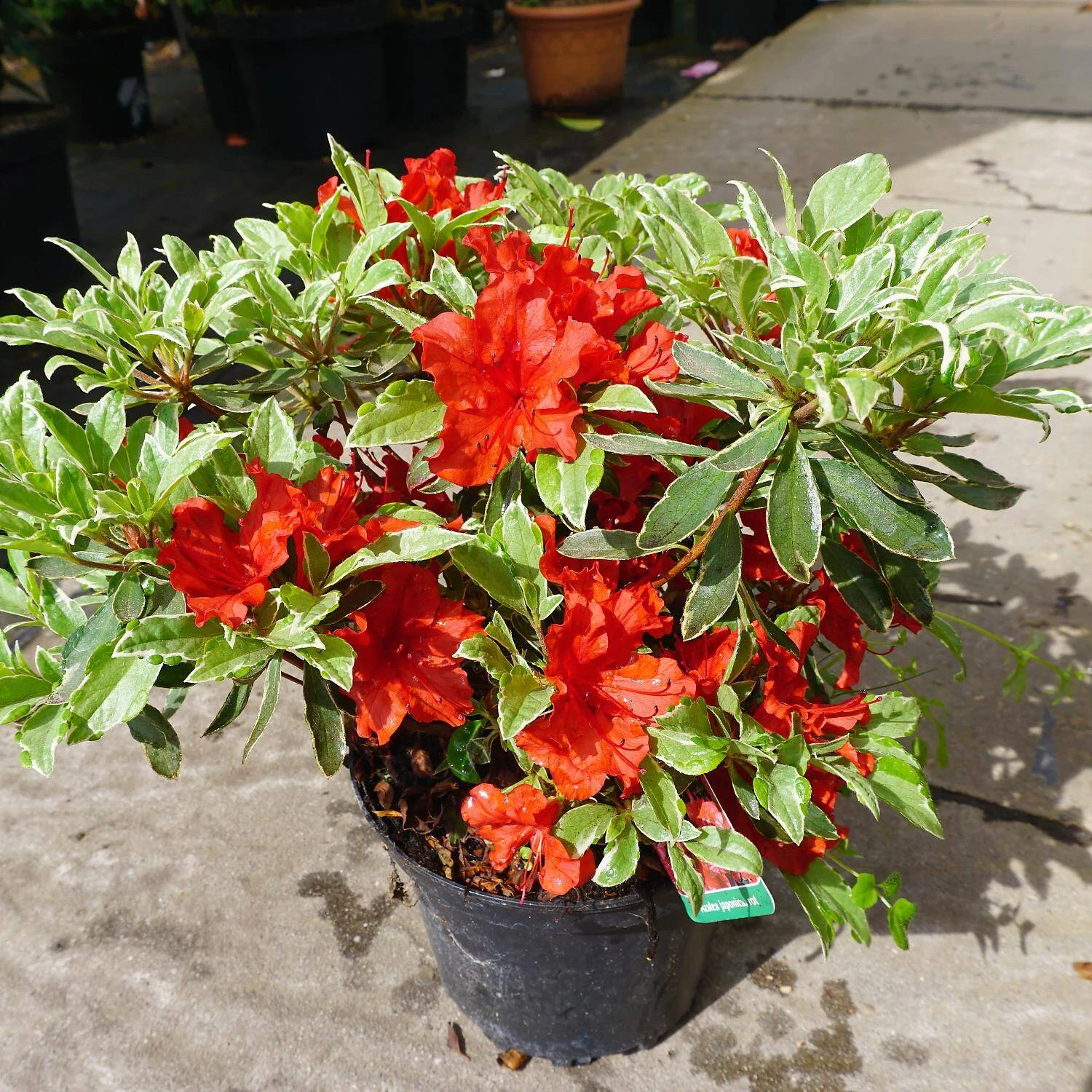 Rhododendron Obtusum 'Hot Shot Variegated' 1 Rhododendron Obtusum 'Hot Shot Variegated'