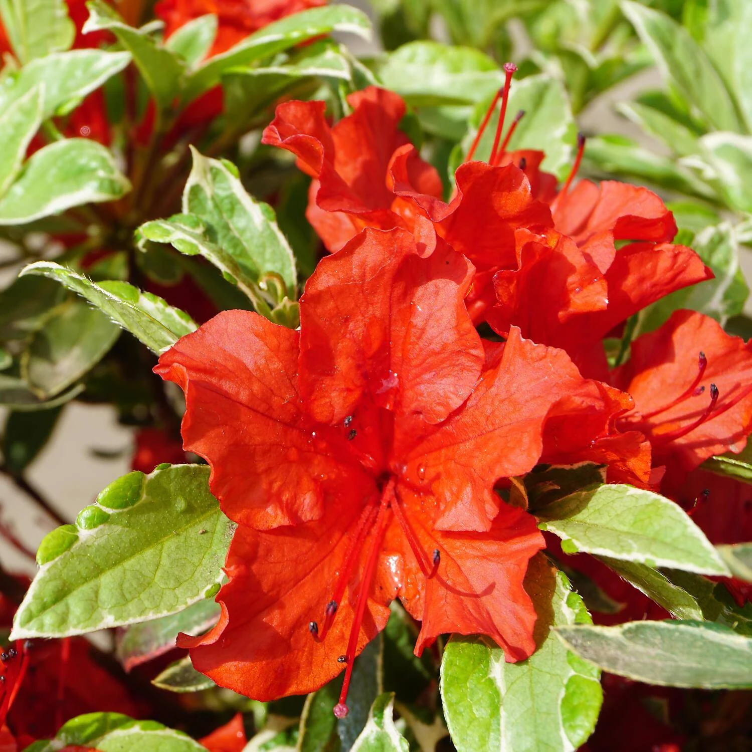 Rhododendron Obtusum 'Hot Shot Variegated' 2 Rhododendron Obtusum 'Hot Shot Variegated' – Bild 2