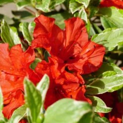 Rhododendron Obtusum 'Hot Shot Variegated' 6 Rhododendron Obtusum 'Hot Shot Variegated' -Seeds and Fertilizers Geschäft rhododendron obtusum hot shot variegated3