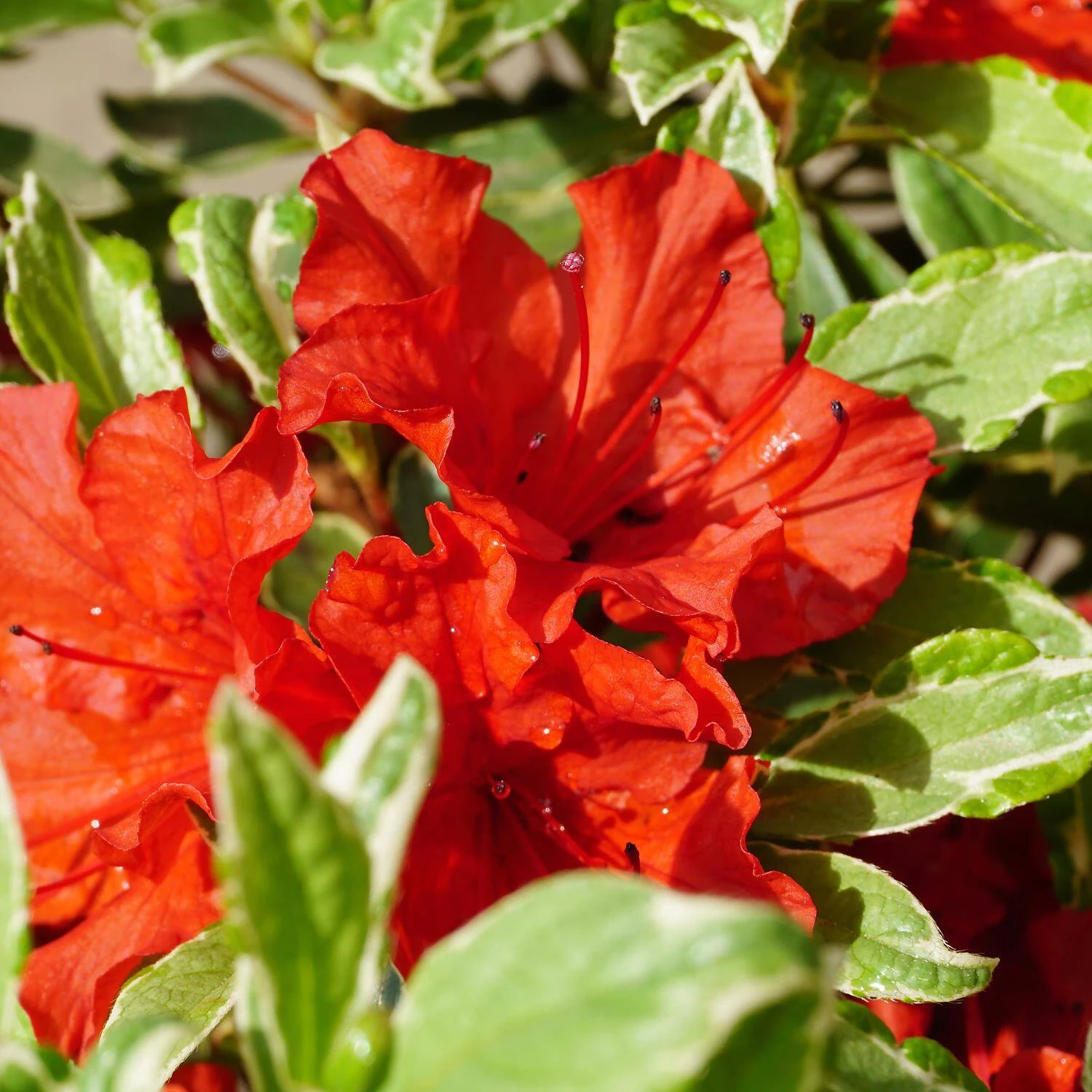 Rhododendron Obtusum 'Hot Shot Variegated' 3 Rhododendron Obtusum 'Hot Shot Variegated' – Bild 3