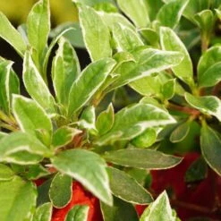 Rhododendron Obtusum 'Hot Shot Variegated' 7 Rhododendron Obtusum 'Hot Shot Variegated' -Seeds and Fertilizers Geschäft rhododendron obtusum hot shot variegated4