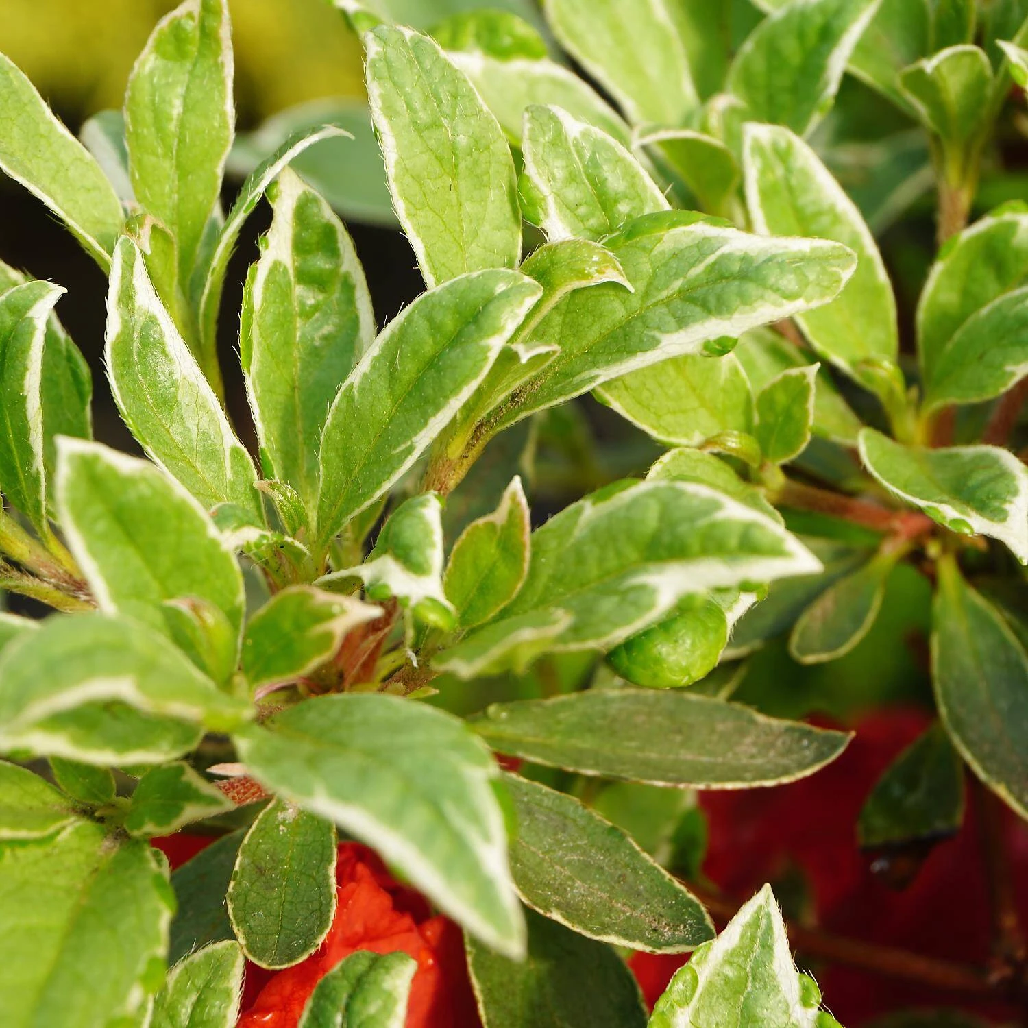 Rhododendron Obtusum 'Hot Shot Variegated' 4 Rhododendron Obtusum 'Hot Shot Variegated' – Bild 4