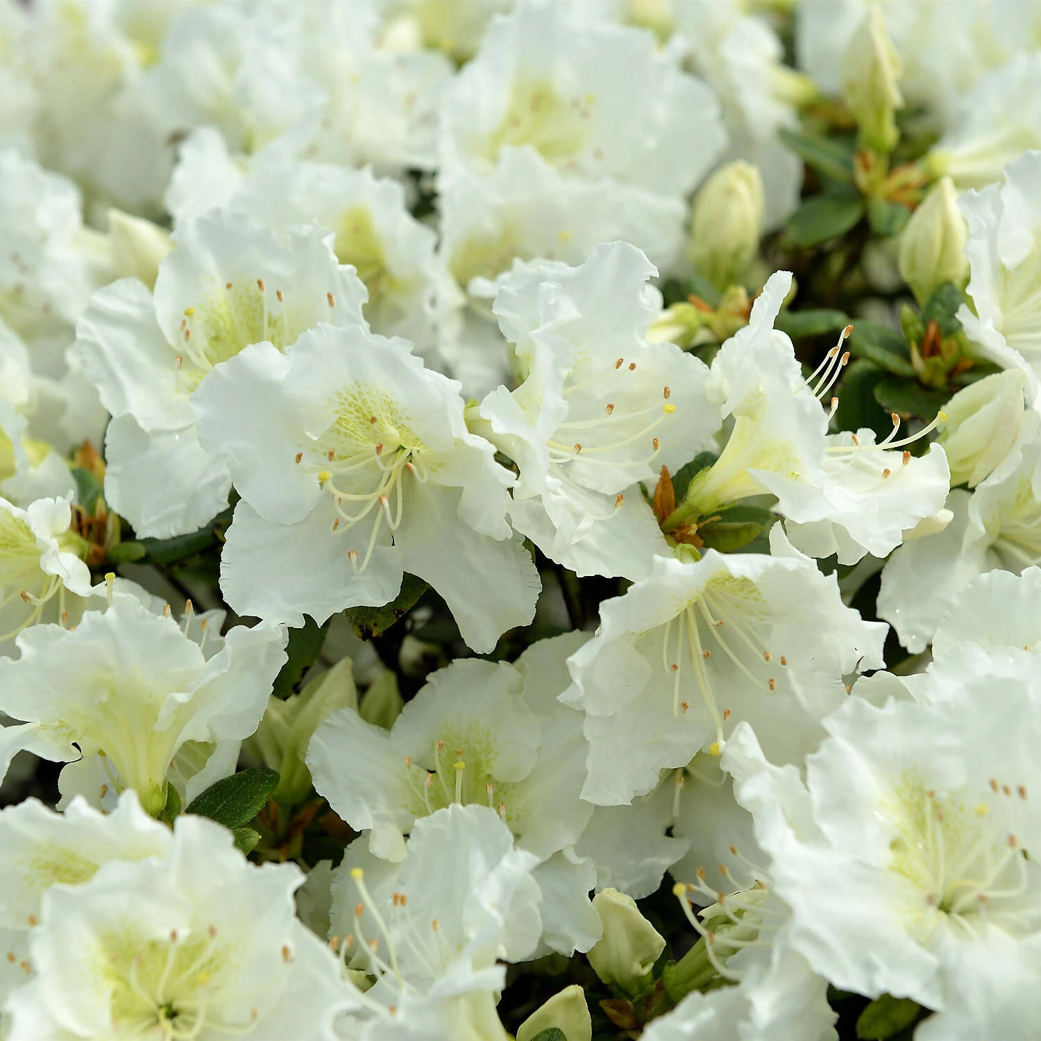 Rhododendron Obtusum 'Maischnee' 1 Rhododendron Obtusum 'Maischnee'