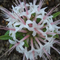 Rhododendron Periclymenoides