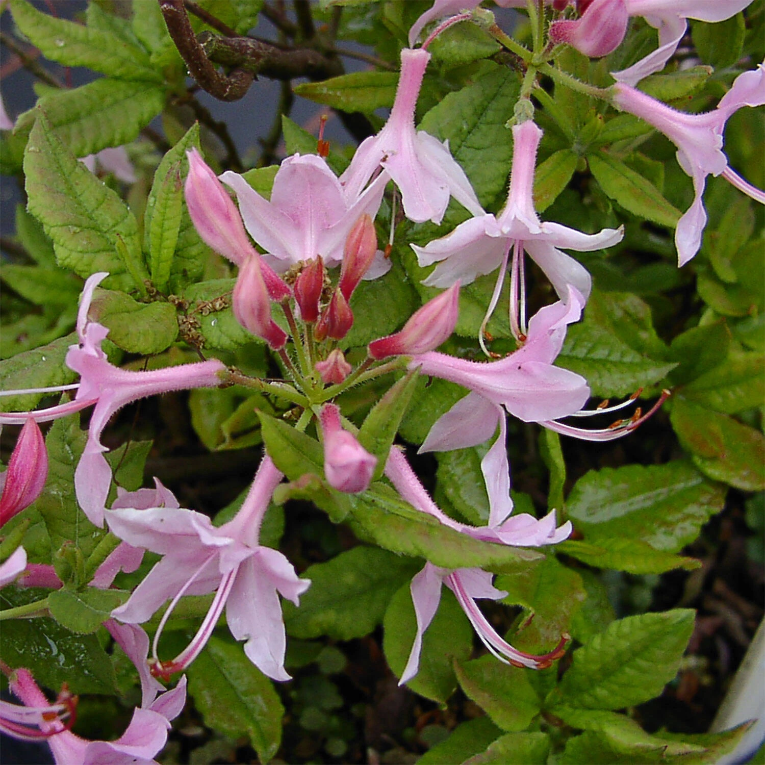 Rhododendron Prinophyllum 2 Rhododendron Prinophyllum – Bild 2