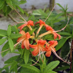 Rhododendron Prunifolium 'Callaway'