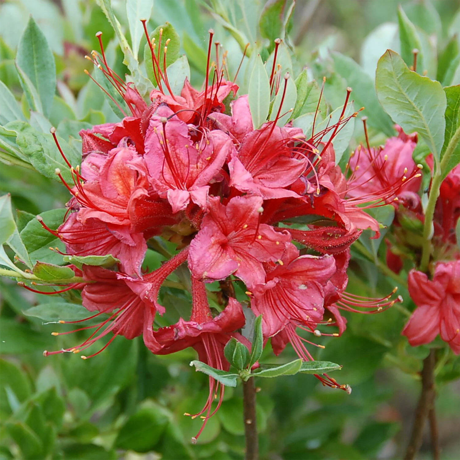 Rhododendron Viscosum 'Millennium' 1 Rhododendron Viscosum 'Millennium'