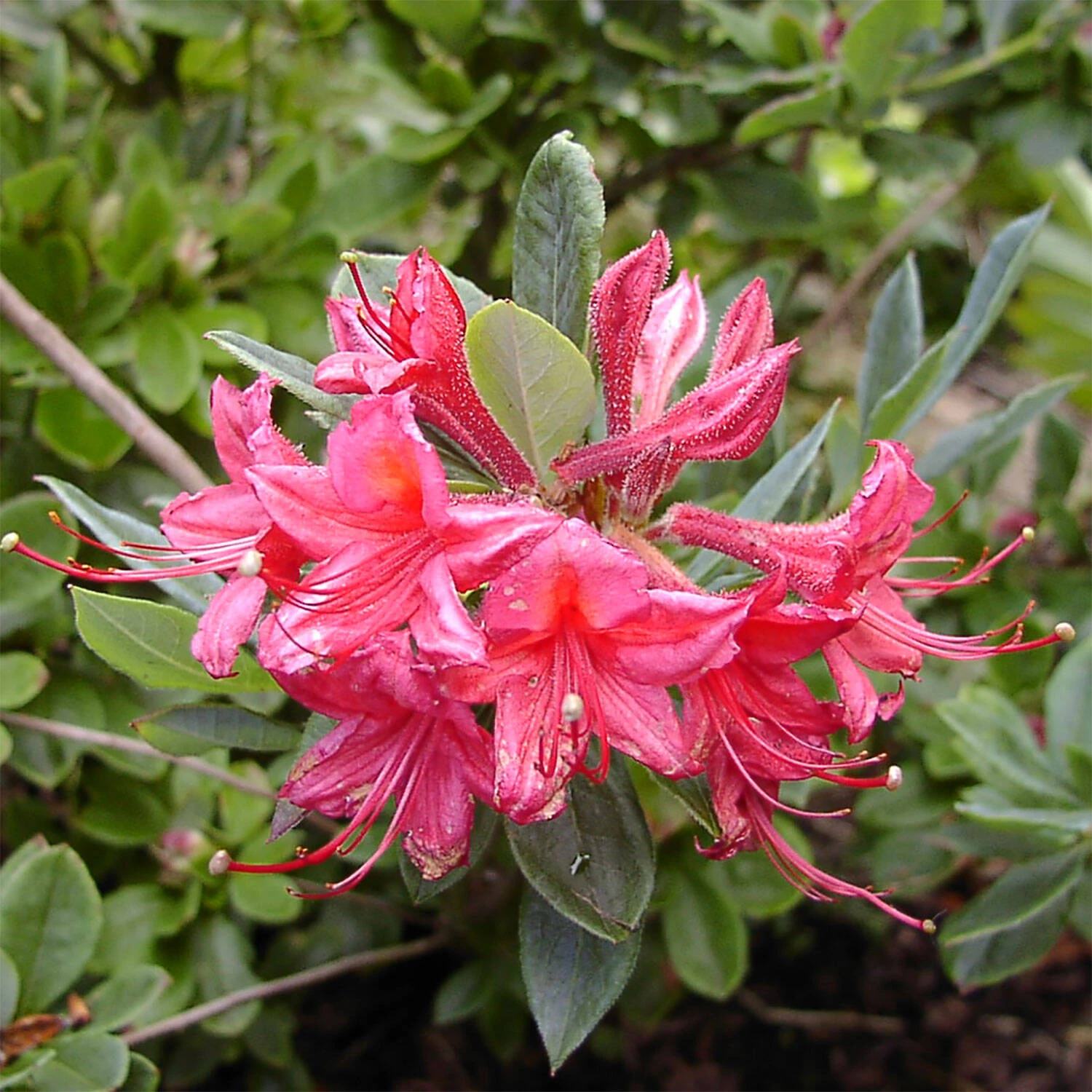 Rhododendron Viscosum 'Millennium' 2 Rhododendron Viscosum 'Millennium' – Bild 2