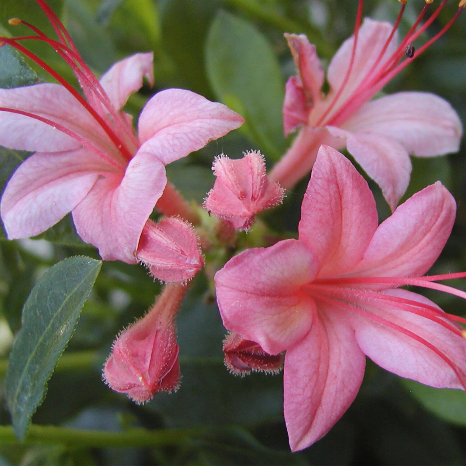 Rhododendron Viscosum 'Pink And Sweet' 1 Rhododendron Viscosum 'Pink And Sweet'