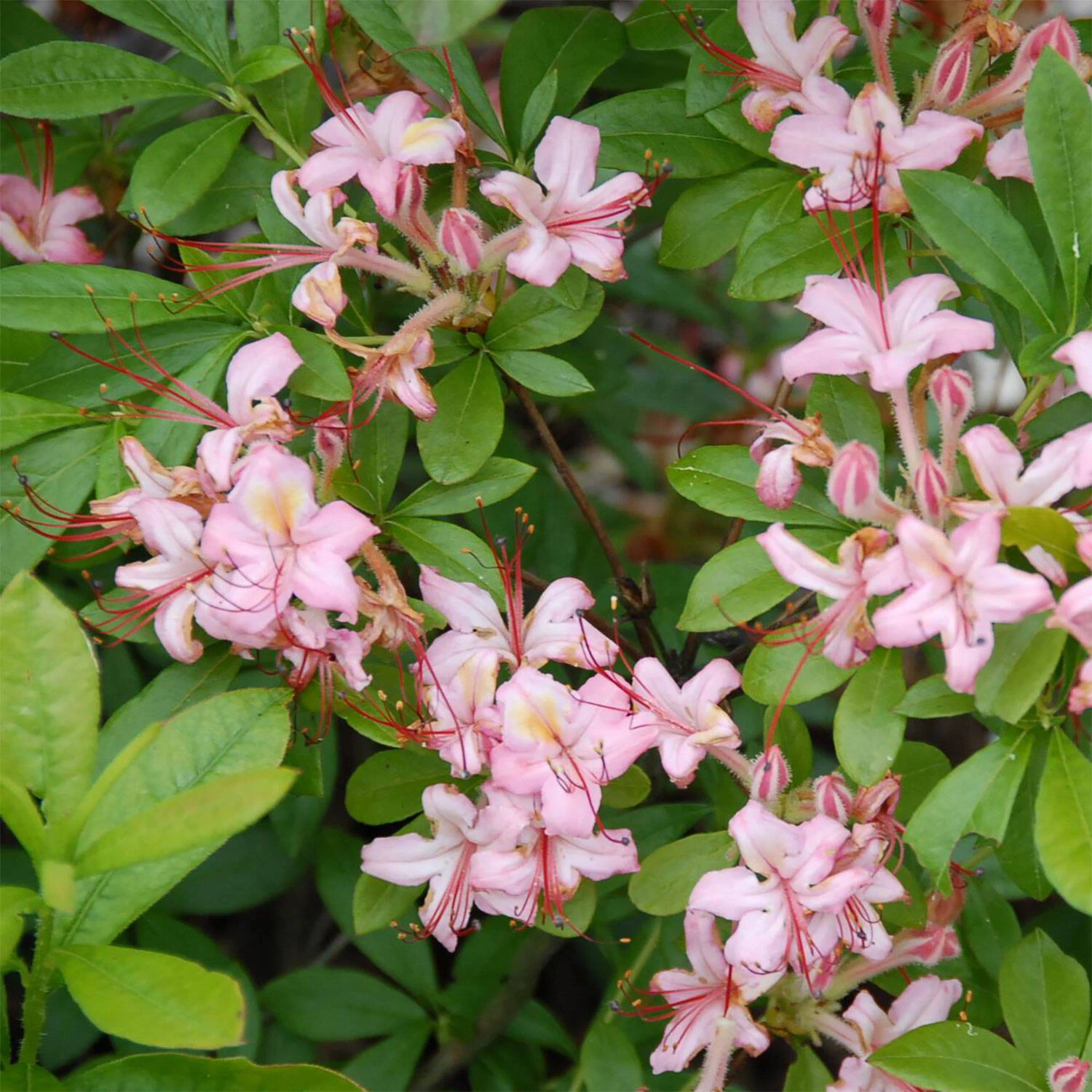 Rhododendron Viscosum 'Pink And Sweet' 2 Rhododendron Viscosum 'Pink And Sweet' – Bild 2