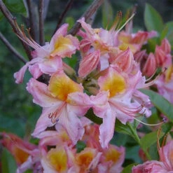 Rhododendron Viscosum 'Quiet Thoughts'