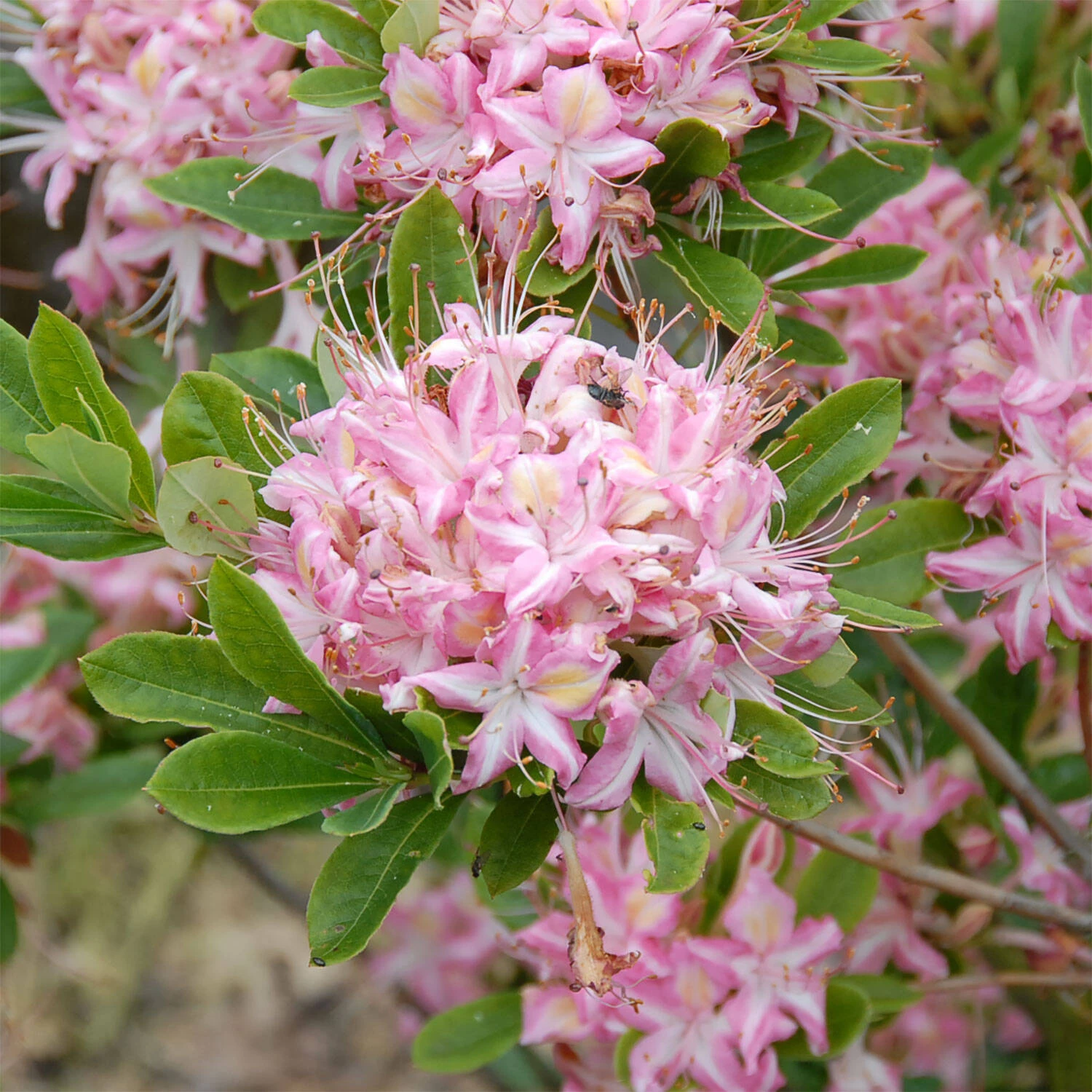 Rhododendron Viscosum 'Ribbon Candy' 1 Rhododendron Viscosum 'Ribbon Candy'