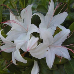 Rhododendron Viscosum 'Weston's Innocence'