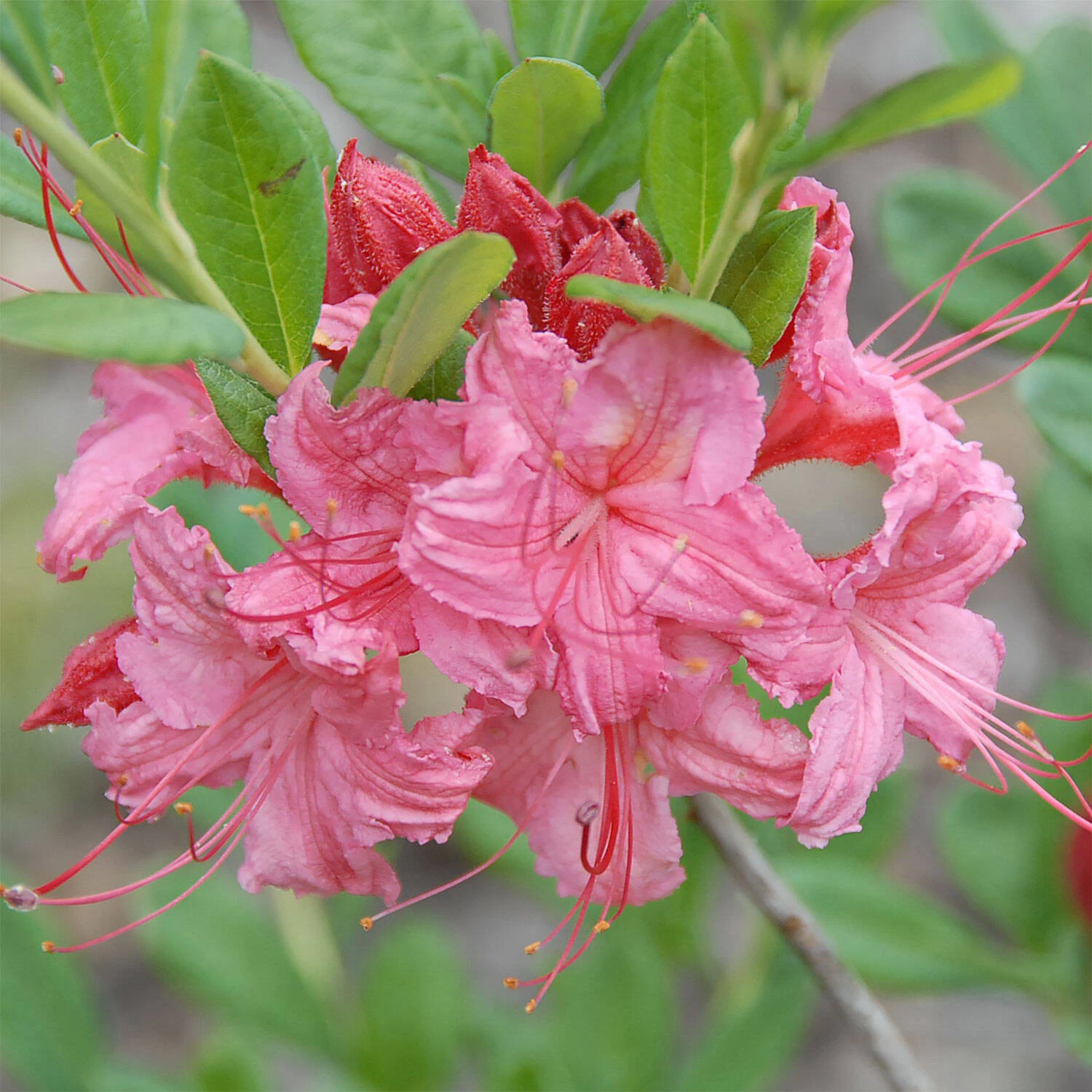 Rhododendron Viscosum 'Weston's Sparkler' 1 Rhododendron Viscosum 'Weston's Sparkler'