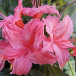 Rhododendron Viscosum 'Weston's Sparkler' 5 Rhododendron Viscosum 'Weston's Sparkler' -Seeds and Fertilizers Geschäft rhododendron viscosum westons sparkler3