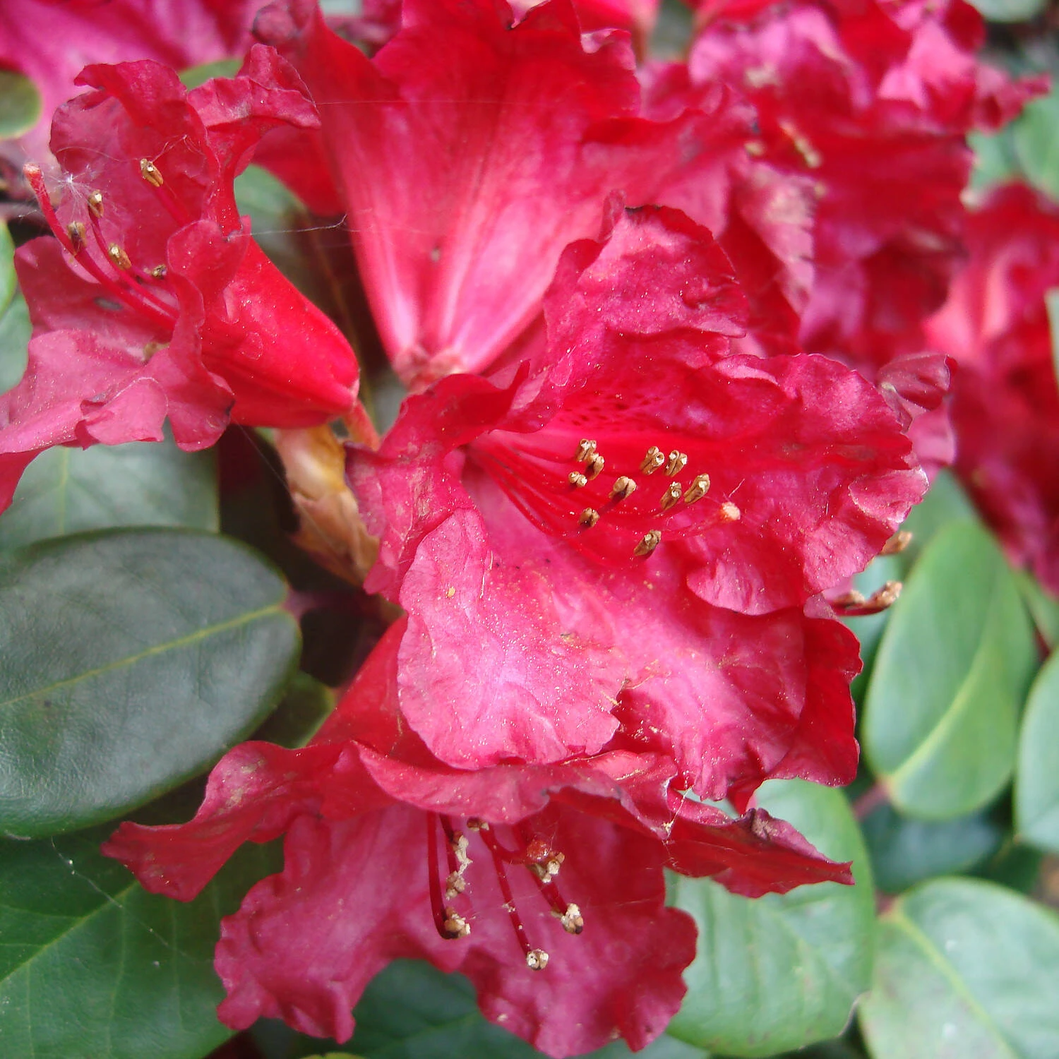 Rhododendron Williamsianum Hybride 'Tromba' 1 Rhododendron Williamsianum Hybride 'Tromba'