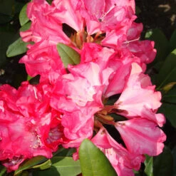 Rhododendron Yakushimanum 'Anuschka'