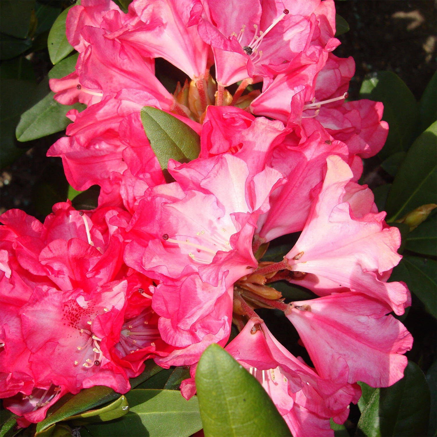Rhododendron Yakushimanum 'Anuschka' 1 Rhododendron Yakushimanum 'Anuschka'