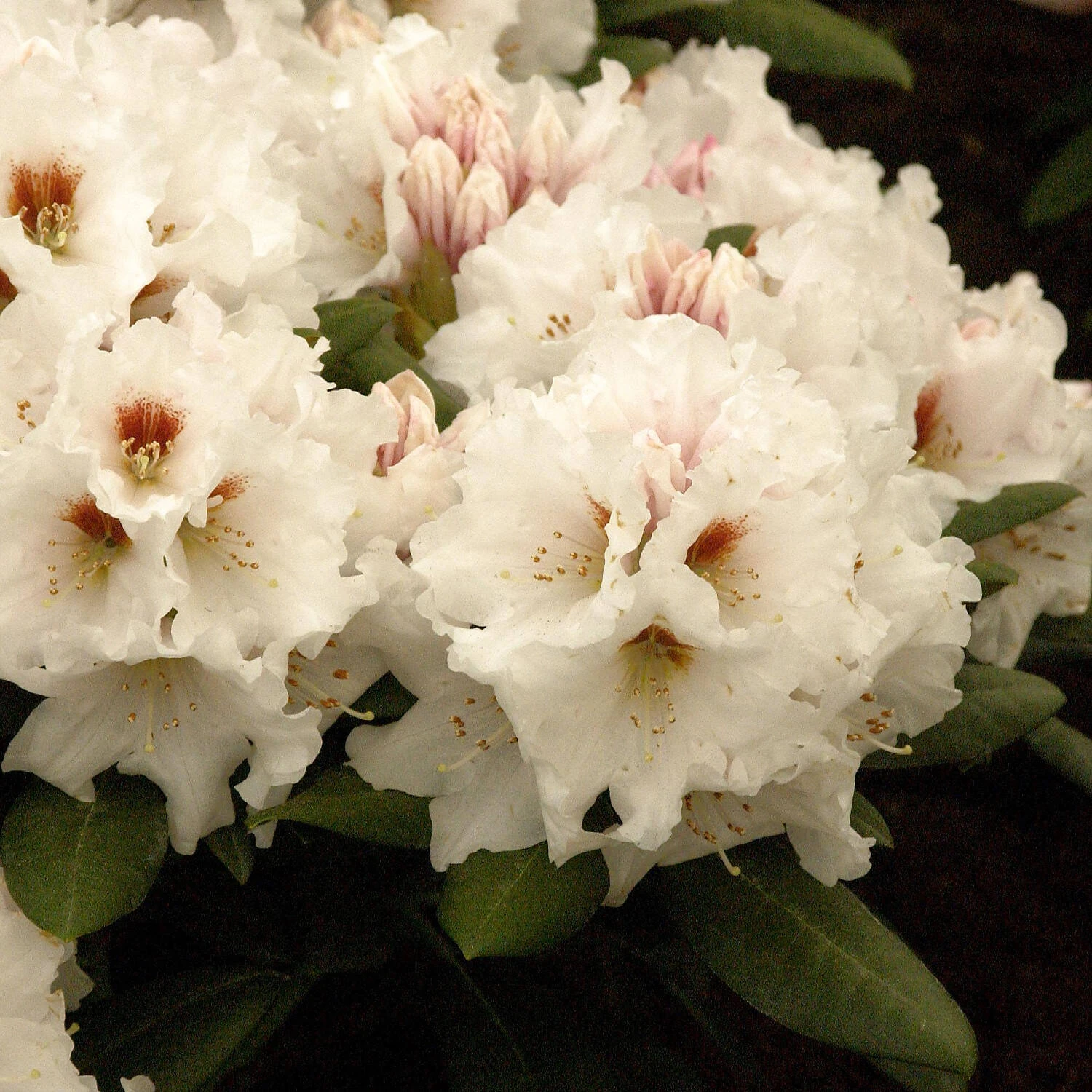 Rhododendron Yakushimanum 'Bohlken´s Snow Fire'® 1 Rhododendron Yakushimanum 'Bohlken´s Snow Fire'®