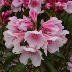 Rhododendron Yakushimanum 'Dear Barbara'