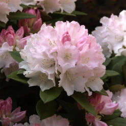 Rhododendron Yakushimanum 'Dreamland'