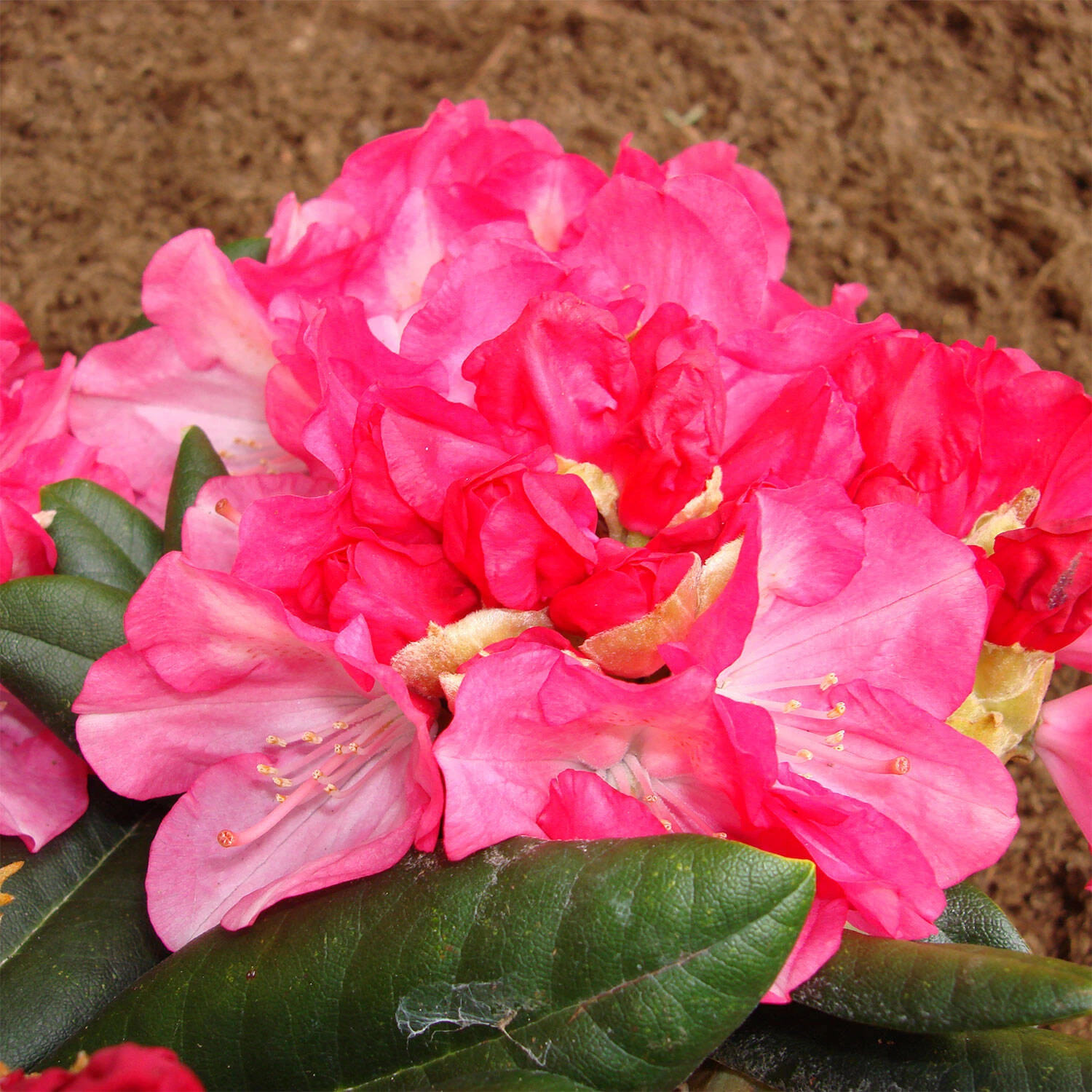 Rhododendron Yakushimanum 'Fantastica' 1 Rhododendron Yakushimanum 'Fantastica'