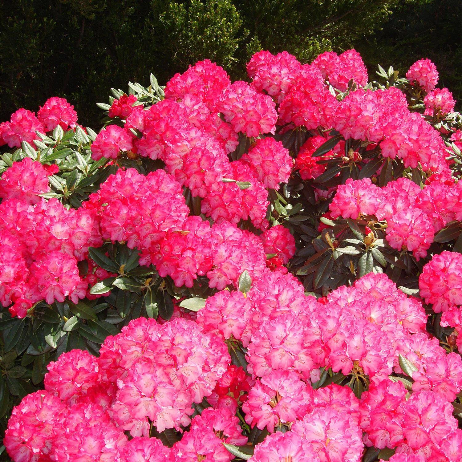 Rhododendron Yakushimanum 'Fantastica' 2 Rhododendron Yakushimanum 'Fantastica' – Bild 2