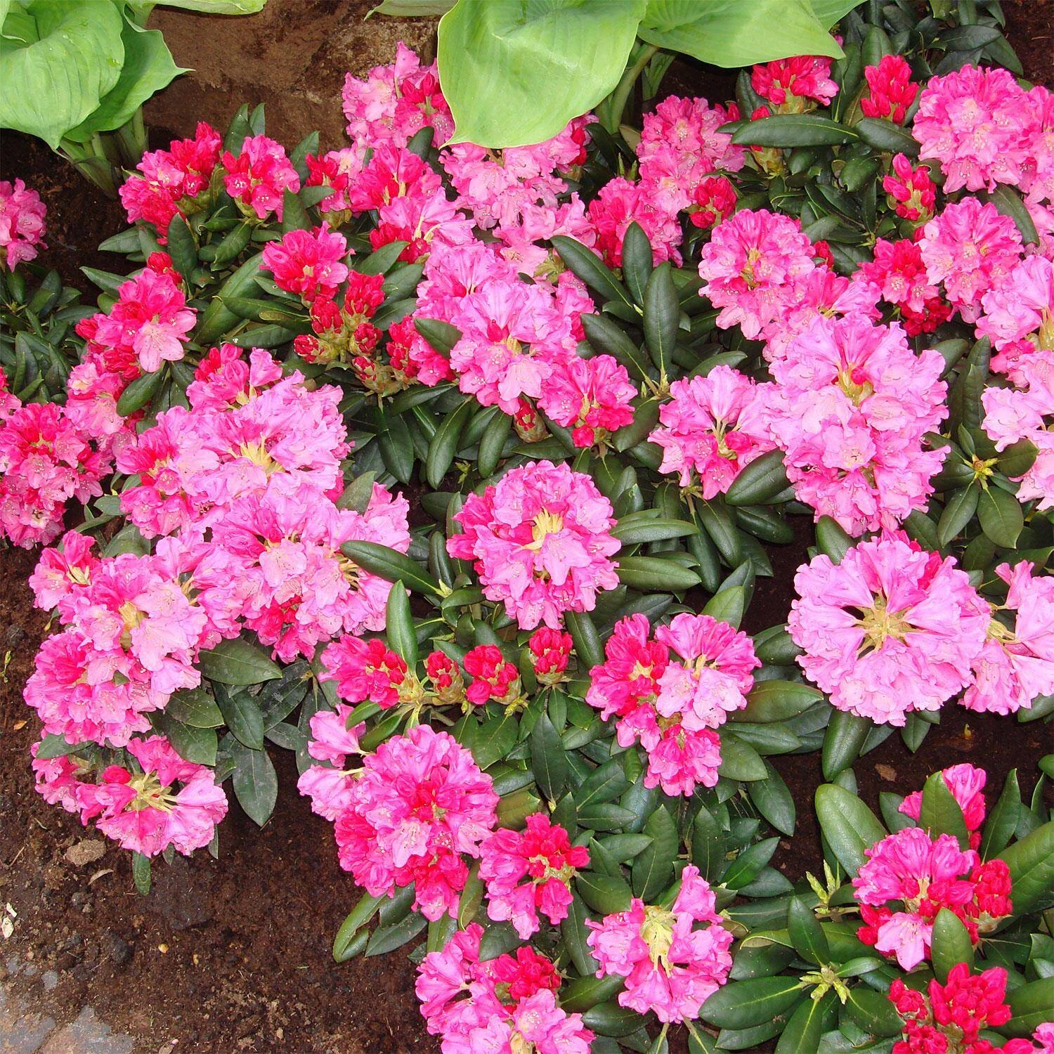 Rhododendron Yakushimanum 'Kalinka' 2 Rhododendron Yakushimanum 'Kalinka' – Bild 2