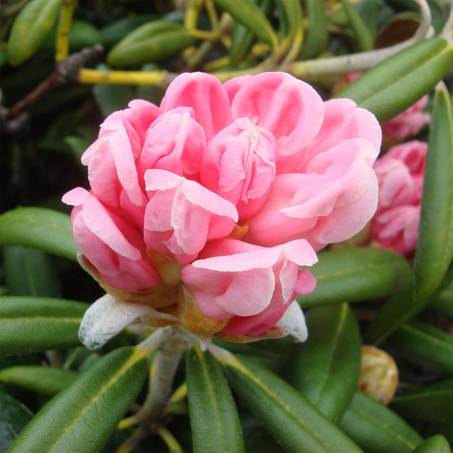 Rhododendron Yakushimanum 'Koichiro Wada' 2 Rhododendron Yakushimanum 'Koichiro Wada' – Bild 2