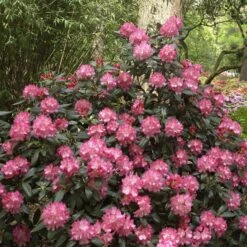 Rhododendron Yakushimanum 'Marlis'