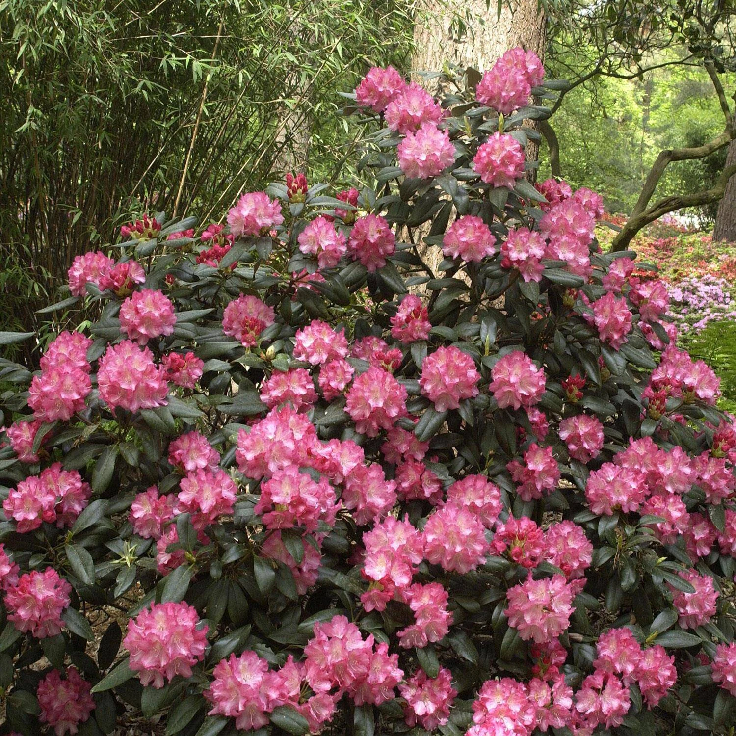 Rhododendron Yakushimanum 'Marlis' 1 Rhododendron Yakushimanum 'Marlis'