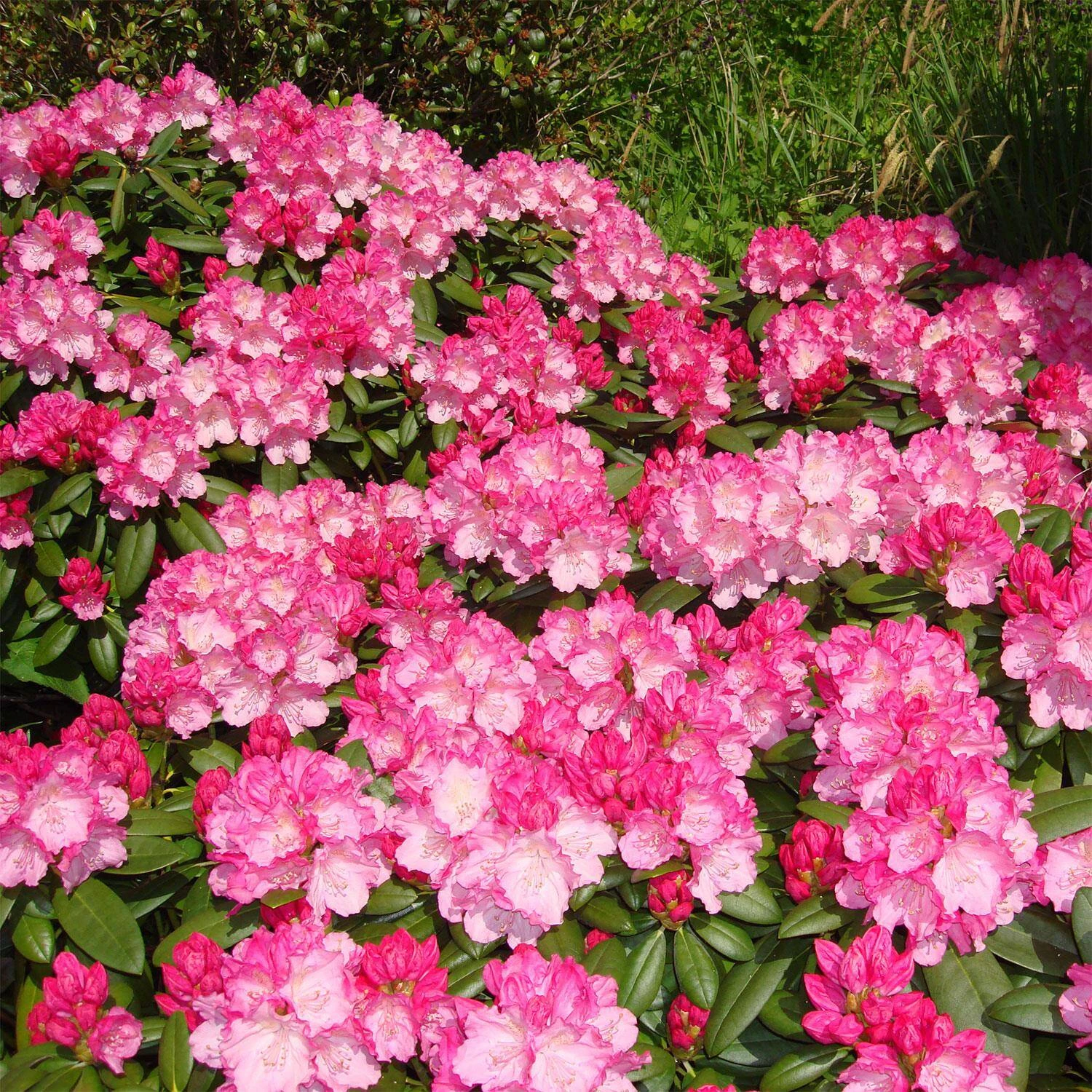 Rhododendron Yakushimanum 'Polaris' 2 Rhododendron Yakushimanum 'Polaris' – Bild 2
