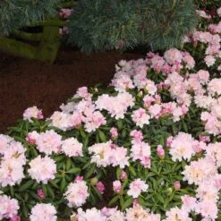 Rhododendron Yakushimanum 'Silberwolke' 7 Rhododendron Yakushimanum 'Silberwolke' -Seeds and Fertilizers Geschäft rhododendron yakushimanum silberwolke4