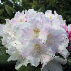 Rhododendron Yakushimanum 'Silverbud'