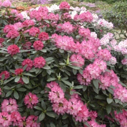 Rhododendron Yakushimanum 'Sneezy'