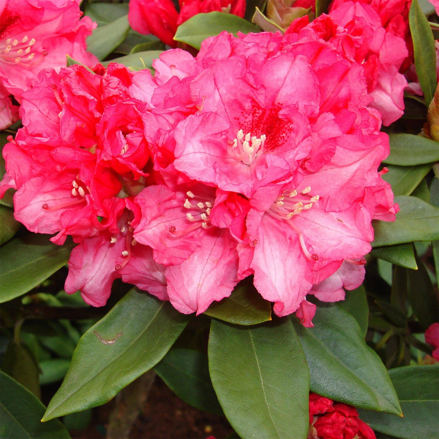 Rhododendron Yakushimanum 'Tina Heinje' 1 Rhododendron Yakushimanum 'Tina Heinje'