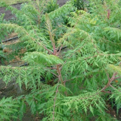 Rhus Typhina 'Dissecta'