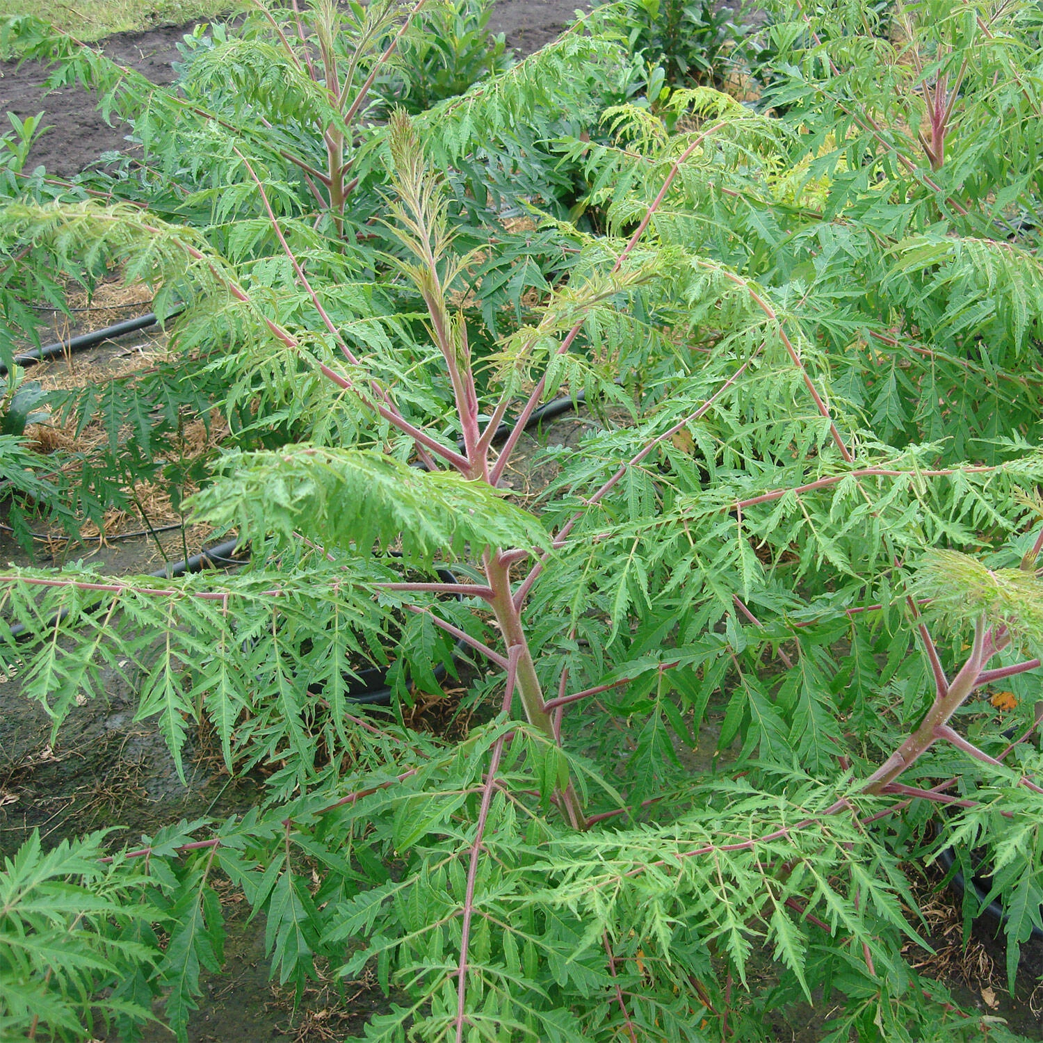 Rhus Typhina 'Dissecta' 1 Rhus Typhina 'Dissecta'