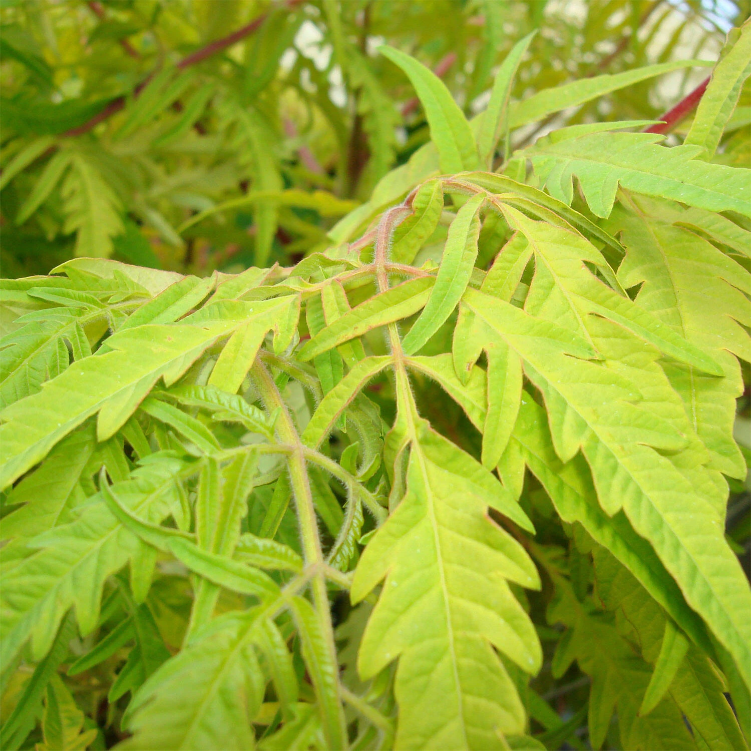 Rhus Typhina 'Tiger Eyes' 1 Rhus Typhina 'Tiger Eyes'