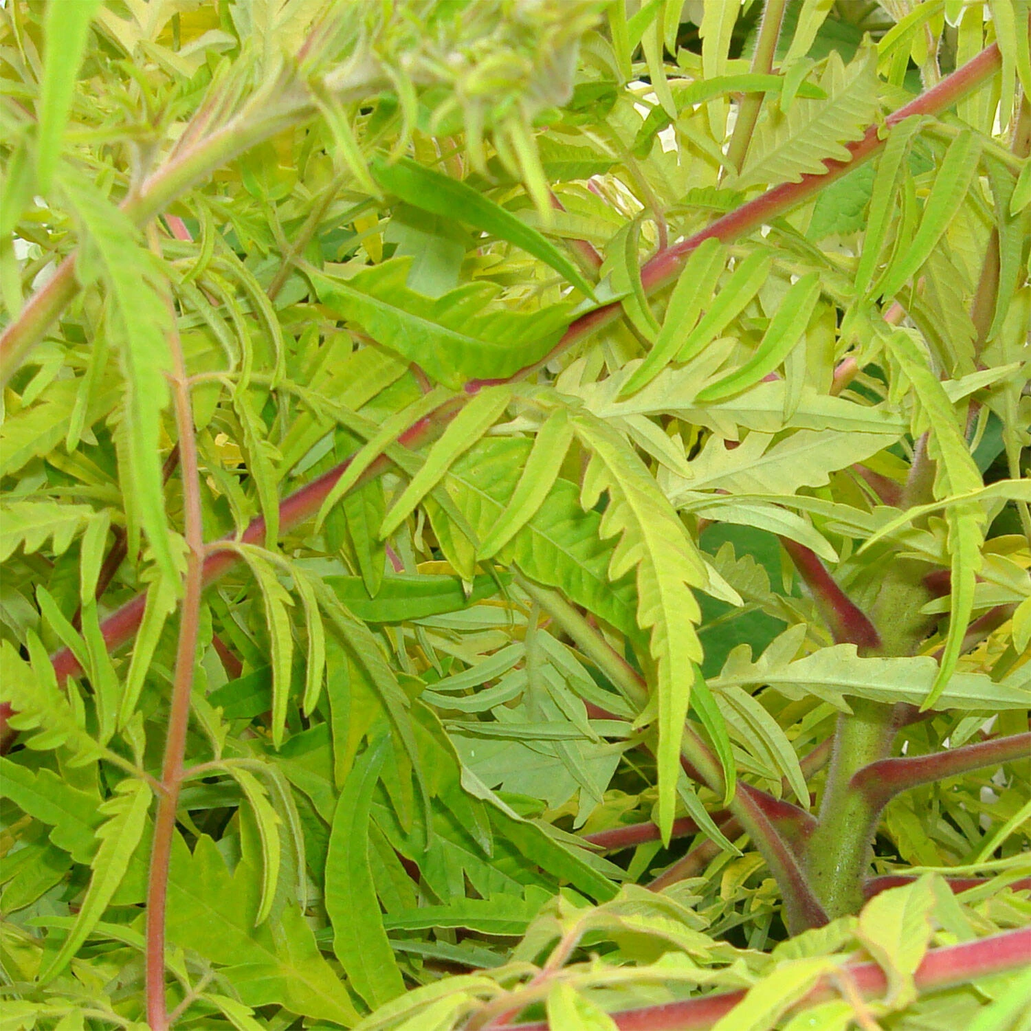 Rhus Typhina 'Tiger Eyes' 2 Rhus Typhina 'Tiger Eyes' – Bild 2