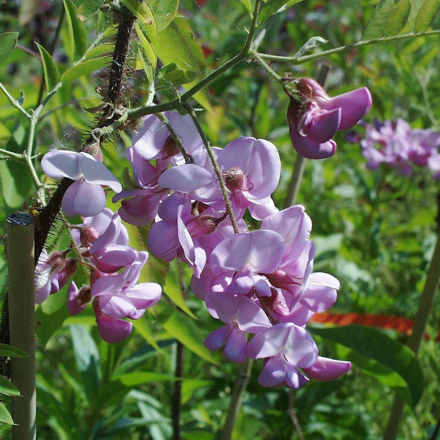 Robinia Hispida 'Rosea' 1 Robinia Hispida 'Rosea'