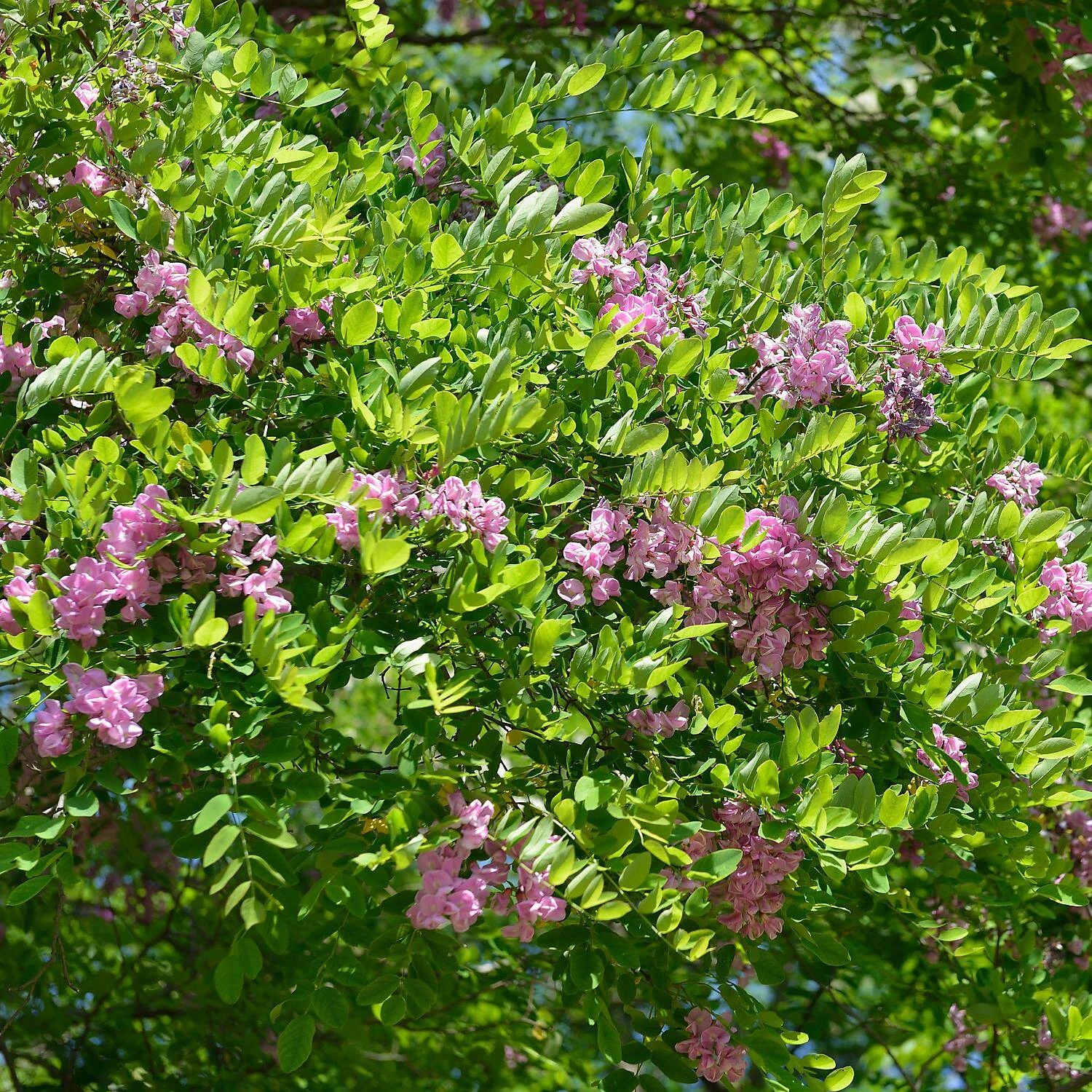 Robinia Margaretta 'Casque Rouge' 1 Robinia Margaretta 'Casque Rouge'