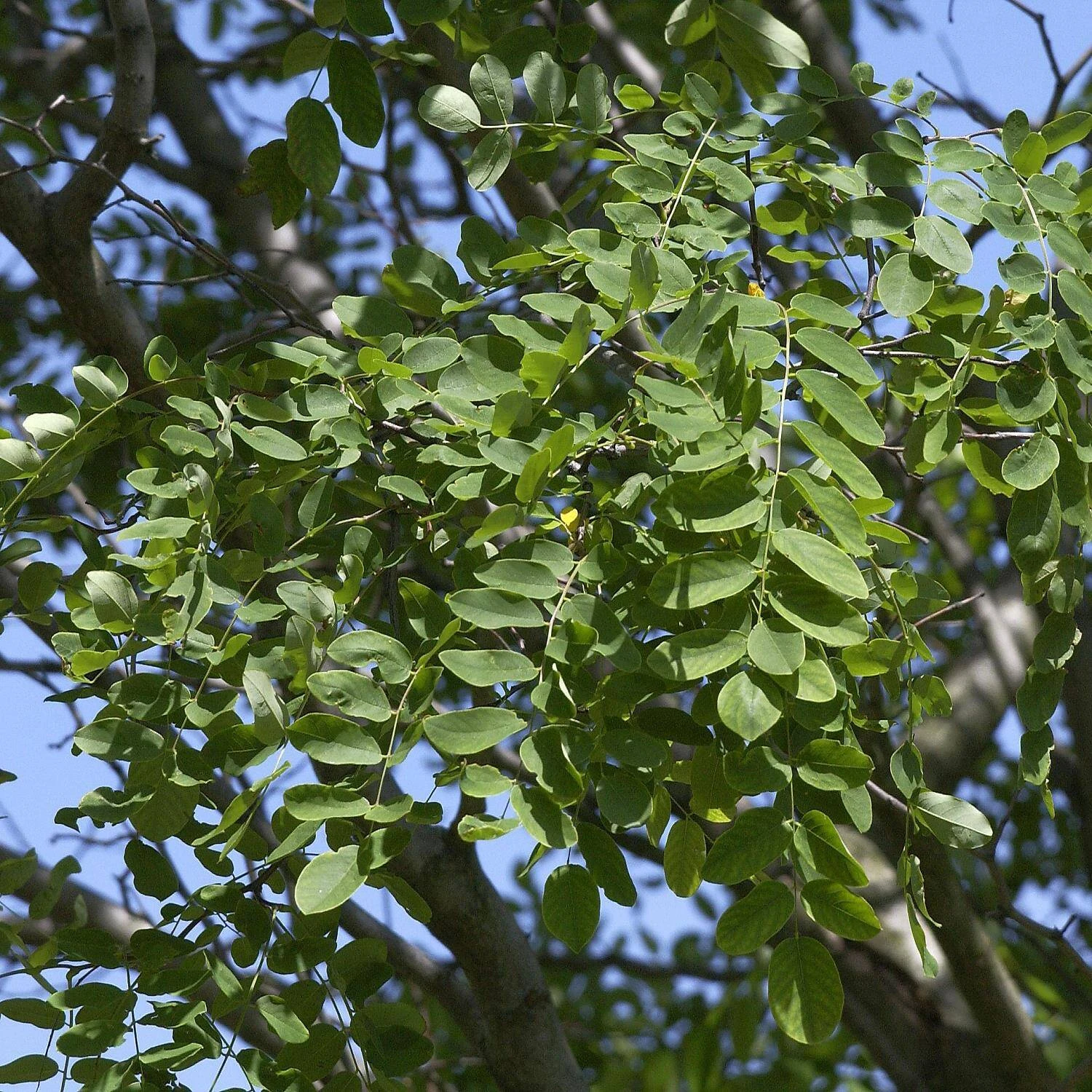 Robinia Margaretta 'Casque Rouge' 2 Robinia Margaretta 'Casque Rouge' – Bild 2