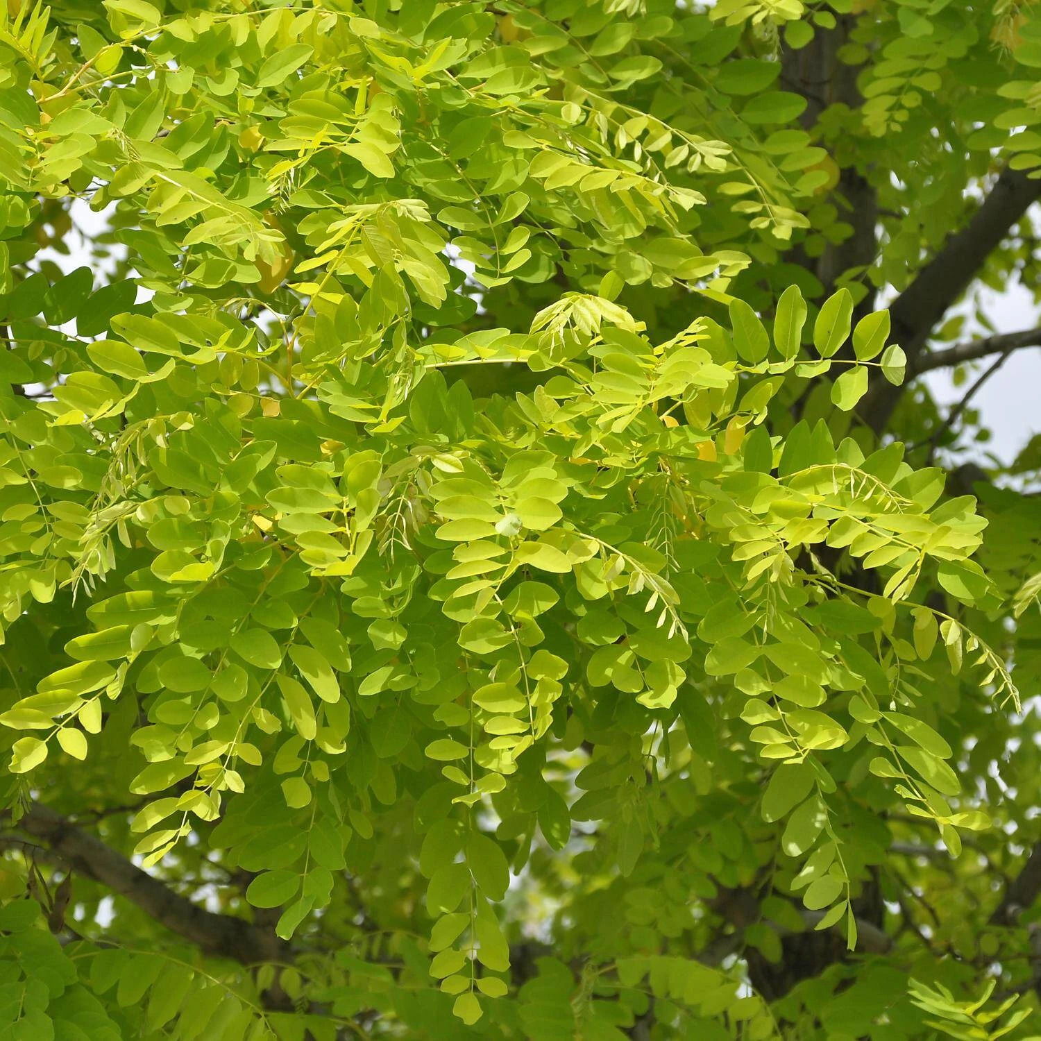 Robinia Pseudoacacia 'Frisia' 2 Robinia Pseudoacacia 'Frisia' – Bild 2