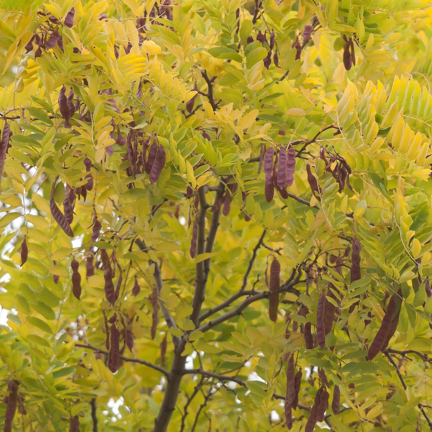 Robinia Pseudoacacia 'Frisia' 3 Robinia Pseudoacacia 'Frisia' – Bild 3