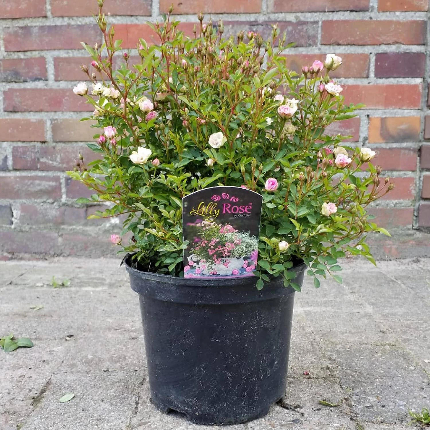 Rosa LillyRose 'Wonder 5' 1 Rosa LillyRose 'Wonder 5'