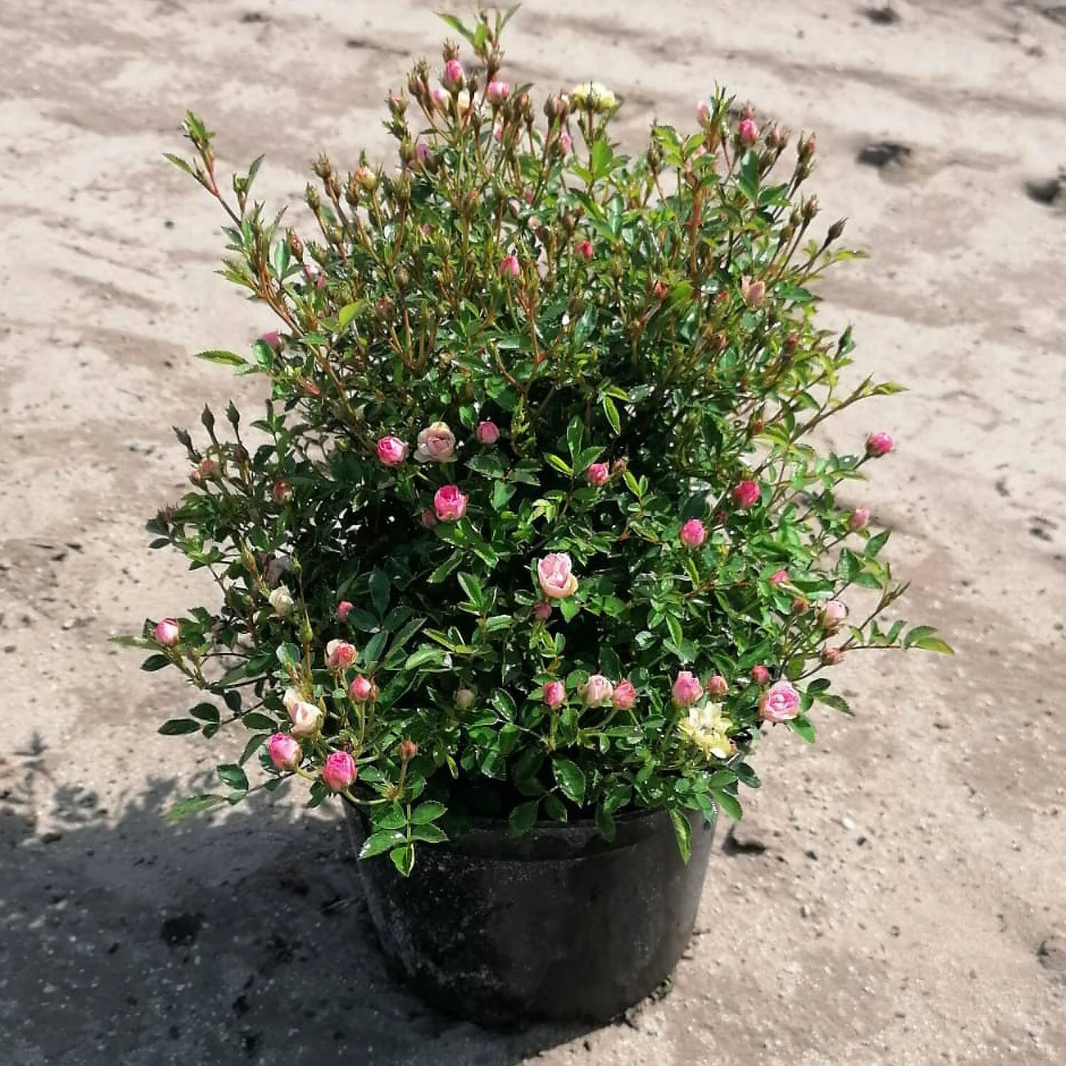 Rosa LillyRose 'Wonder 5' 2 Rosa LillyRose 'Wonder 5' – Bild 2