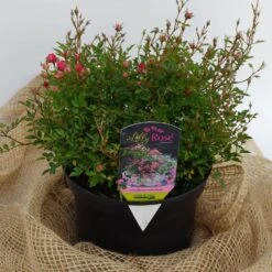 Rosa LillyRose 'Wonder 5' 5 Rosa LillyRose 'Wonder 5' -Seeds and Fertilizers Geschäft rosa lilly rose wonder 5 13