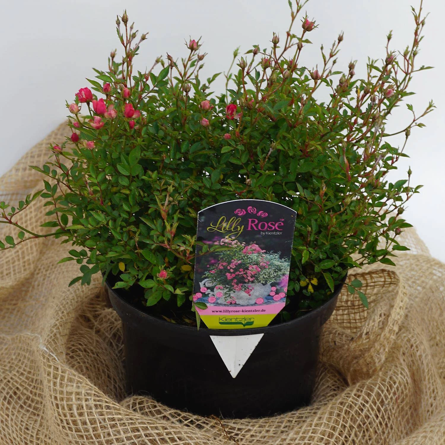 Rosa LillyRose 'Wonder 5' 3 Rosa LillyRose 'Wonder 5' – Bild 3